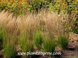 Image result for Brownleea mulanjiensis