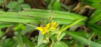 Image result for Hypoxis angustifolia