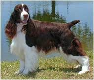 English Springer Spaniel Dog Breed Facts And Traits