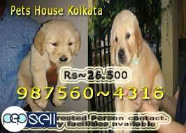 Check spelling or type a new query. Champion Quality Golden Retriever Dogs Available At Bhubaneswar Bhubaneswar Free Classifieds