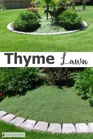 Thyme Lawn Low Maintenance Tough Turf Alternative Lawn Alternatives Grass Alternative Front Yard Landscaping