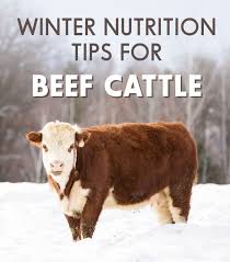 As Winter Brings Frigid Temperatures Freezing Precipitation And Gusts Of Wind It S Important To Reevaluate Your Rations T Beef Cattle Cattle Feed Show Cattle