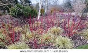 Winter Garden At Sir Harold Hillier Gardens Hampshire Uk With Red Cornus Dogwood And Carex Grass Winter Garden Garden Trees Garden