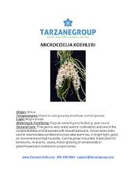 Image result for Microcoelia koehleri