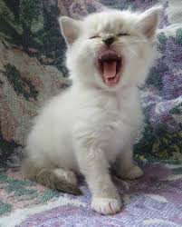The ragdoll's founding breeder, ann. Adoption At Crescent Moon Ragdolls