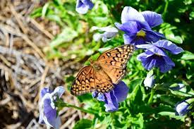 Ferula communis fennel the common garden herb. How To Make A Butterfly Garden