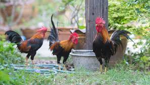 Die Besten Zwerghuhnrassen Fur Deinen Garten Enimal De