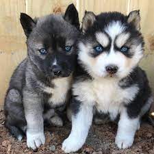 Your siberian husky puppy will geet to you safely. Husky Hut Of Nc Home Facebook