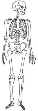 Di dalam rangka anggota gerak terbagi menjadi dua macam, yaitu pada bagian atas dan pada bagian bawah. Bagian Bagian Rangka Tubuh Manusia Dan Fungsinya Rangka Kepala Badan Dan Anggota Gerak Website Pendidikan