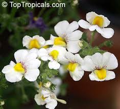 Image result for Nemesia fruticans