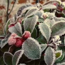 Variegated teaberry (gaultheria procumbens) wintergreen 'winter splash' shrubs. American Wintergreen Growing Care Health Benefits Therapeutic Value