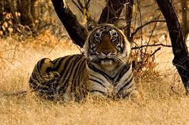 It is an apex predator, primarily preying on ungulates such as deer and wild boar. Gracias Por Exigir Al Gobierno Tailandes A Rechazar Una Licencia Completa Al Tigre Dorado Co Ltd World Animal Protection