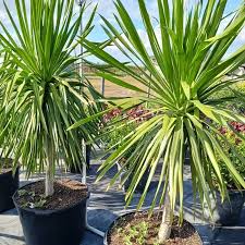 Image result for dracaena