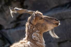 Columbus Zoo and Aquarium