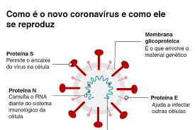 The pcr test can react to other coronaviruses. Diagnostico Coronavirus Teste De Pcr Covid 19 Biovera