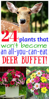 The plants listed below are resistant or considered the second or third. Deer Resistant Perennials Stop Planting All You Can Eat Garden Buffets Finding Sea Turtles