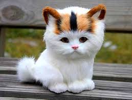 Beyaz Yavru Kedi Tatli Kucuk Buyuk Kedi Fotograflari Komik Kedi Videolari Haberpop File Army