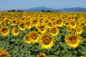 Floarea soarelui de la importatori, distribuitori directi prezenti pe bizoo.ro. Motivul Pentru Care Floarea Soarelui Se OrienteazÄ Mereu CÄtre Soare Are Ceva Ce Alte Plante Nu