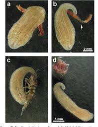 Freshwater fishing is often ideal for beginning anglers since it can be enjoyed from shore or land using a simple tackle set up. Figure 7 From Description Of A New Leech Species From North America Helobdella Austinensis N Sp Hirudinea Glossiphoniidae With Observations On Its Feeding Behaviour Semantic Scholar