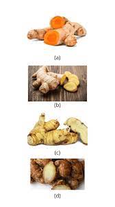 Sep 18, 2014 · jahe, temulawak, lengkuas dan kunyit berkembang biak dengan menggunakan rimpang (rhizoma) atau yang disebut juga akar tinggal. Jahe Dan Kunyit Berkembang Biak Dengan Cara Cara Golden