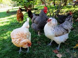 9 Things To Consider Before Starting Your Own Poultry Farm