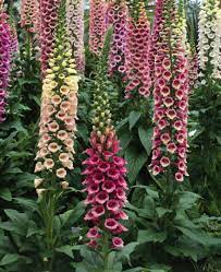 13 Deadly Plants You Might Have At Home Deadly Plants Poisonous Plants Plants