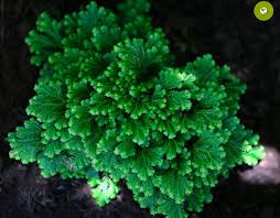 Image result for Selaginella kraussiana