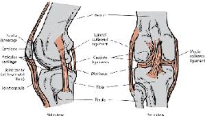 Say your dog breaks a bone in their leg like their shin or elbow bone, and then tries to stand and walk on the damaged bone. Components Of The Musculoskeletal System In Dogs Dog Owners Merck Veterinary Manual