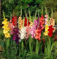 Image result for Gladiolus decoratus