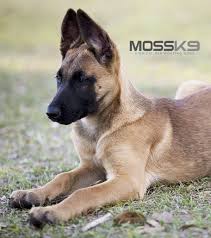 Belgian Malinois Puppy Moss K9 Cute Baby Animals Puppy Malinois Malinois Puppies Belgian Malinois Dog