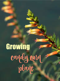 We did not find results for: Candy Corn Plant Cuphea Micropetala Types Of Candy Corn Plants