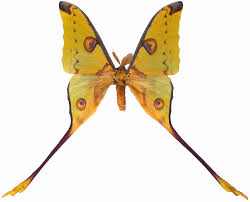 Feb 25, 2021 · live butterflies and moths for exchange and trade | insect livestock. File Argema Mittrei Male Mounted Jpg Wikipedia