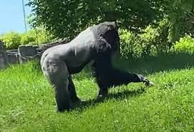 A Gorilla Was Spotted Petting A Groundhog At The Zoo And It Might Be The  Most Wholesome Thing You'll See Today | Digg