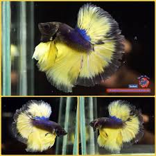 Live Betta Fish Male Dark Blue Mustard Banding Halfmoon Hm 3101 Betta Fish Betta Fish
