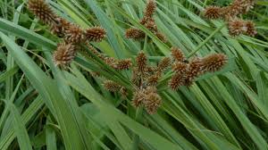 Image result for Cyperus alopecuroides