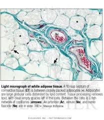 Maybe you would like to learn more about one of these? Light Micrograph Of White Adipose Tissue