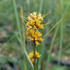 Image result for Oleandra distenta