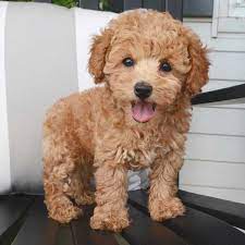 Puppies born october 4, 2019 between trixie and ebony. Toy Poodle For Sale Fresno Ca Toywalls
