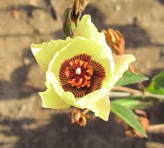 Image result for Cienfuegosia hildebrandtii