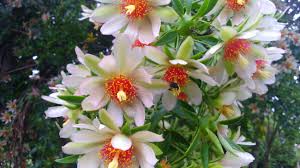 Image result for Pereskia