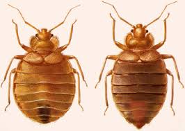 Image result for Cimex Lectularius L