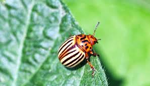 Réduisez votre consommation de graisses saturées et de résidus d'hormones en évitant au maximum les viandes rouges et les produits laitiers. Doryphore Traitements Naturels Et Efficaces Contre Ce Coleoptere