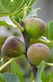 Feigen Lassen Sich Recht Leicht Selber Zuchten Bio Obstbaume Pflanzen Schnell Wachsende Baume