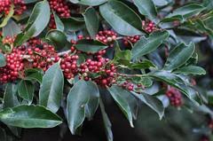 Image result for Ilex mitis