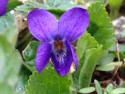 Violets and the Telling of the Bees — to know the land