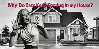 Where is the bat?*= _ the best method to get rid of bats would be to call a pest control service. Why Do Bats Keep Coming In My House