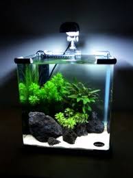 Papan terbaik milik sepatu aneka model. 450 Aquascape Ideas Aquascape Aquascape Aquarium Fish Tank