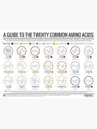 20 Amino Acids Poster By Compound Interest In 2021 Organic Chemistry Functional Group Functional Groups Organic Chemistry