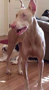 Doberman Pinscher Dog Breed Pictures 3