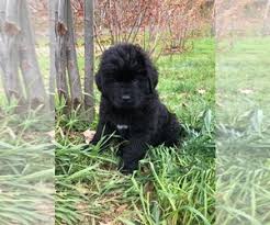 Proven tips from dog experts that has worked for more than 875,000 dog owners worldwide. Puppyfinder Com Newfoundland Puppies Puppies For Sale Near Me In Wisconsin Usa Page 1 Displays 10